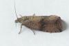 Celypha striana